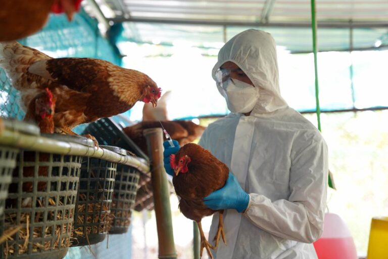 El laboratorio argentino Sinergium Biotech desarrollará la vacuna contra la gripe aviar