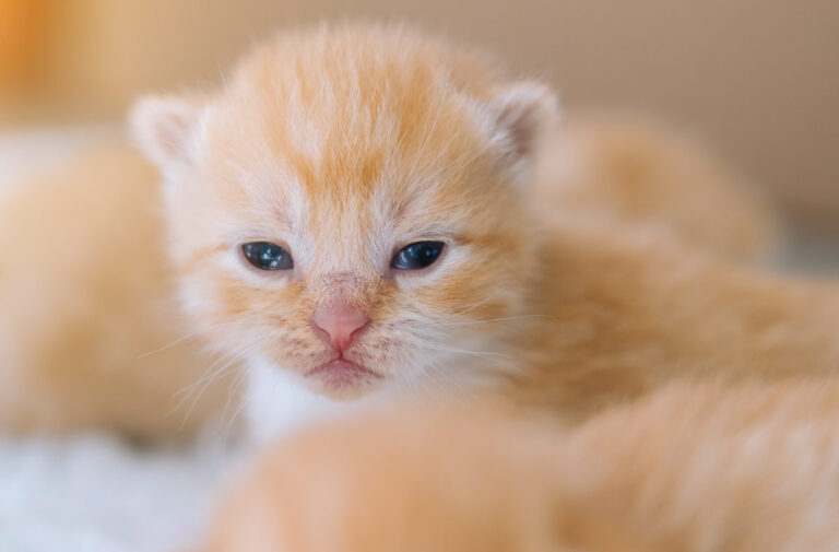 Efemérides: El 8 de agosto se celebra el Día Internacional del Gato