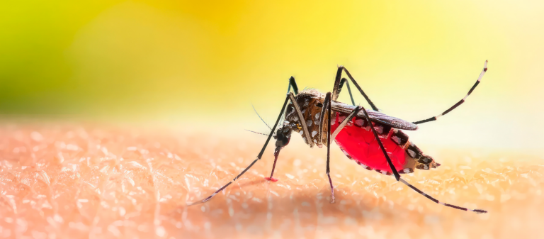 Científicos de la UBA  producen repelente contra el dengue y el zika