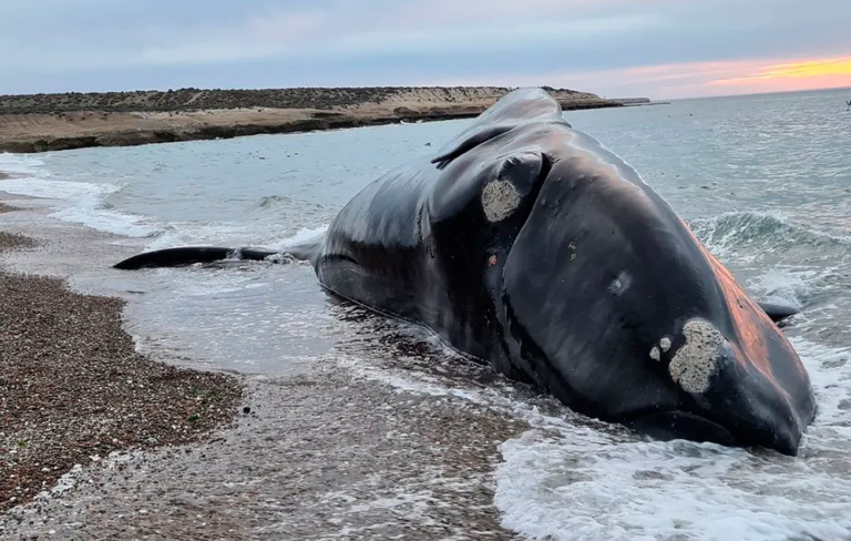 Conmoción en Chubut por el hallazgo de 21 ballenas muertas en Península Valdés