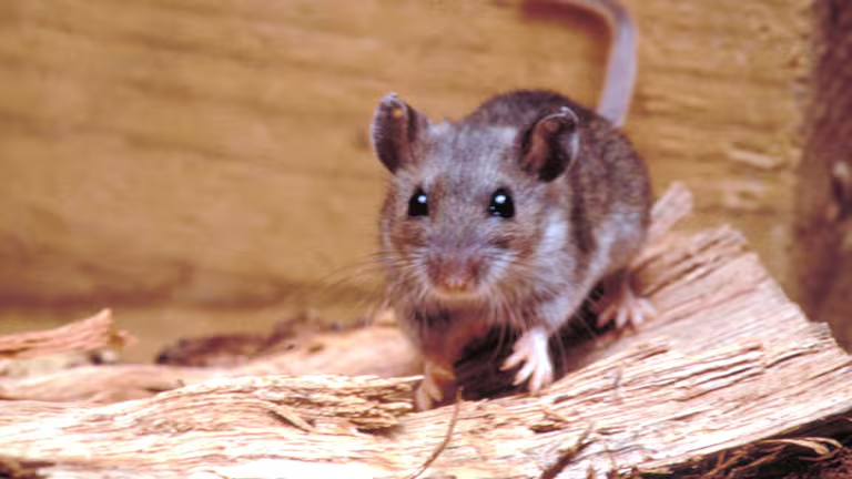 Alerta en Neuquén: Un hombre murió por hantavirus
