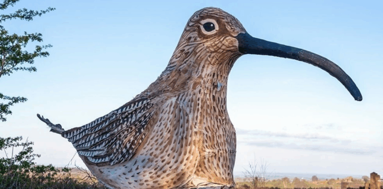 Curiosa manifestación: Se disfrazó de ave y caminó 80 kilómetros para alertar sobre una especie en peligro de extinción