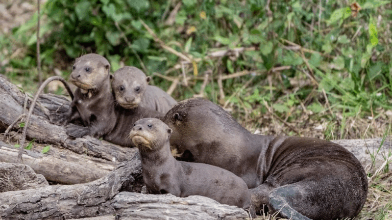 Histórico: Luego de 40 años de extinción, reintroducen una familia de nutrias gigantes en el Parque Nacional Iberá