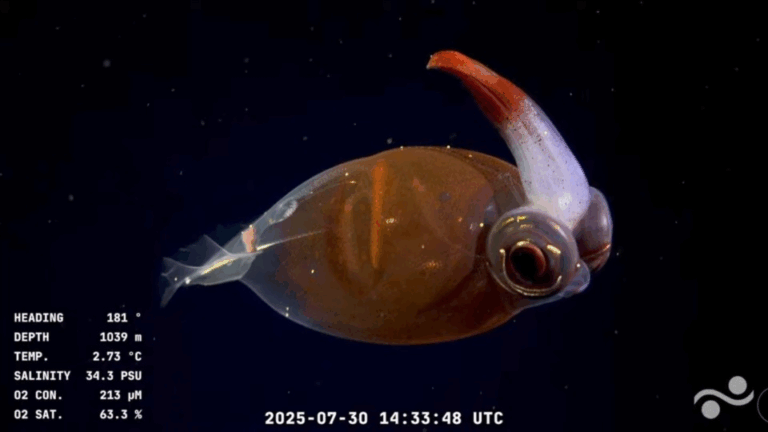 Científicos de CONICET hallaron 40 nuevas especies en el cañón submarino Mar del Plata