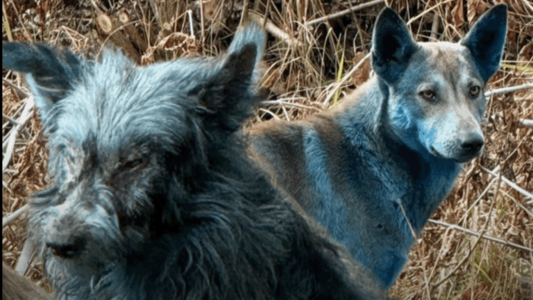 Encuentran perros con pelaje azul en Chernóbil