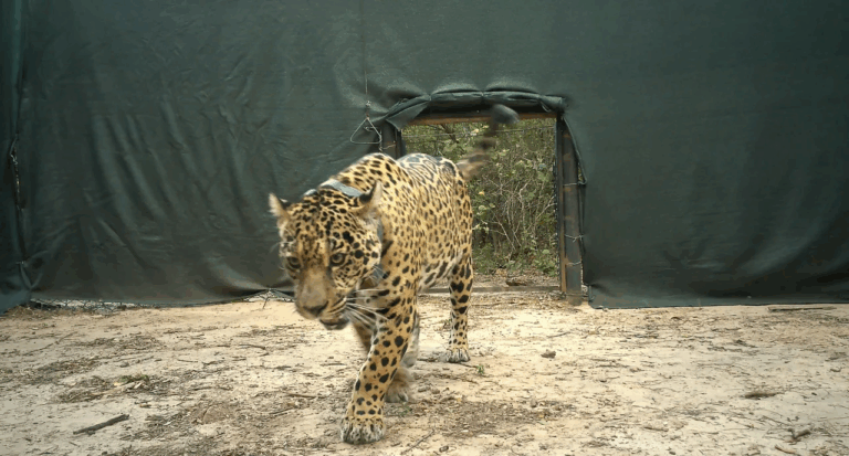 Denuncian un nuevo ataque a un yaguareté