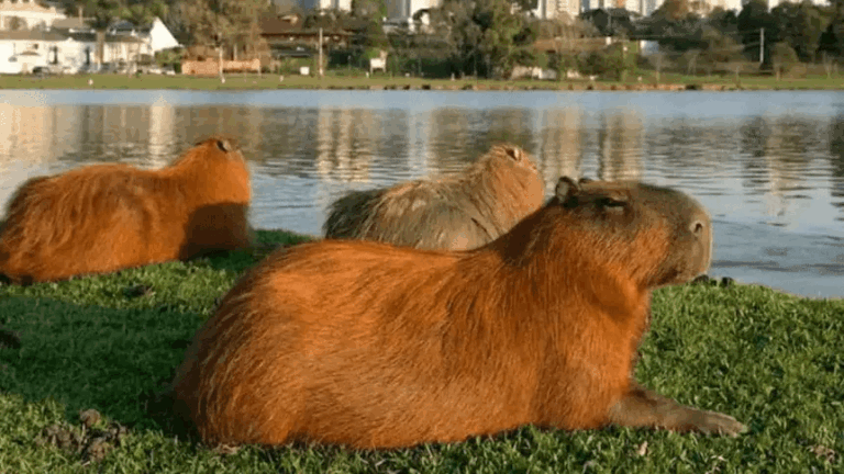 Freno al avance inmobiliario en Nordelta: La Justicia ordenó que el barrio se adecue al humedal