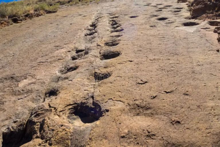 Impresionante hallazgo: Encuentran miles de huellas de dinosaurios en Bolivia