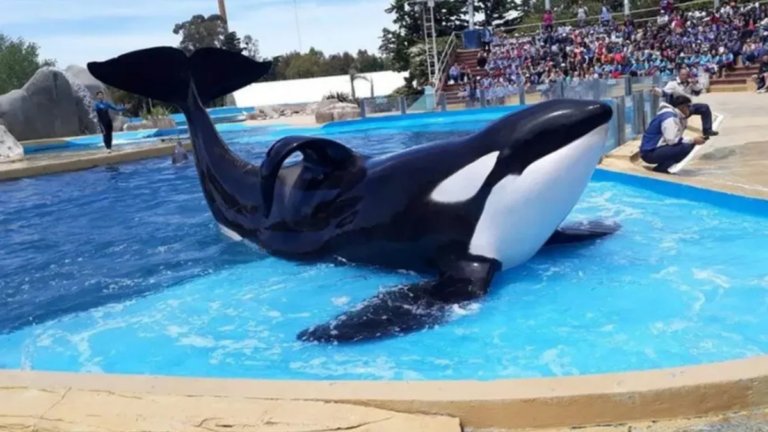 Murió Kshamenk, la orca que pasó 33 años en cautiverio en Mundo Marino